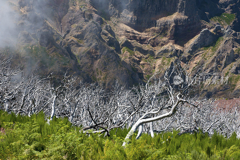 Pico Ruivo，马德拉岛